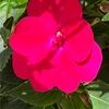 annmarieambr351